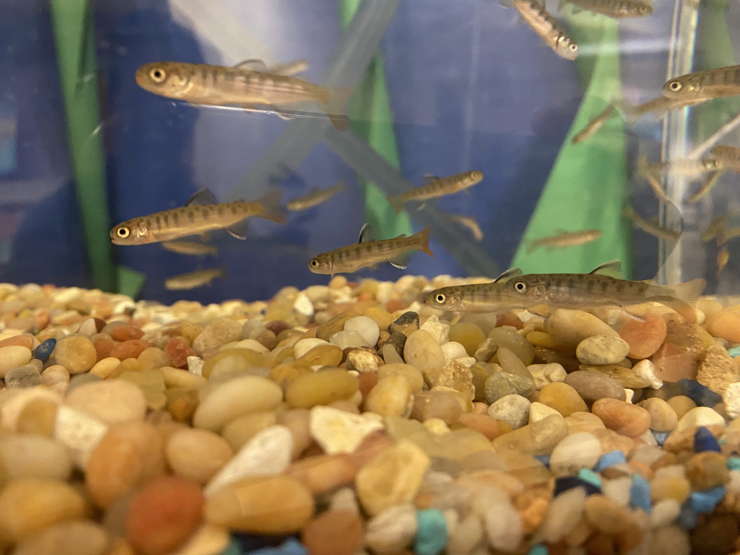 salmon-fry